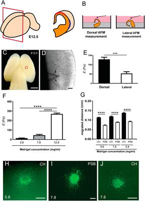 Involvement of Mechanical Cues in the Migration of Cajal-Retzius Cells in the Marginal Zone During Neocortical Development